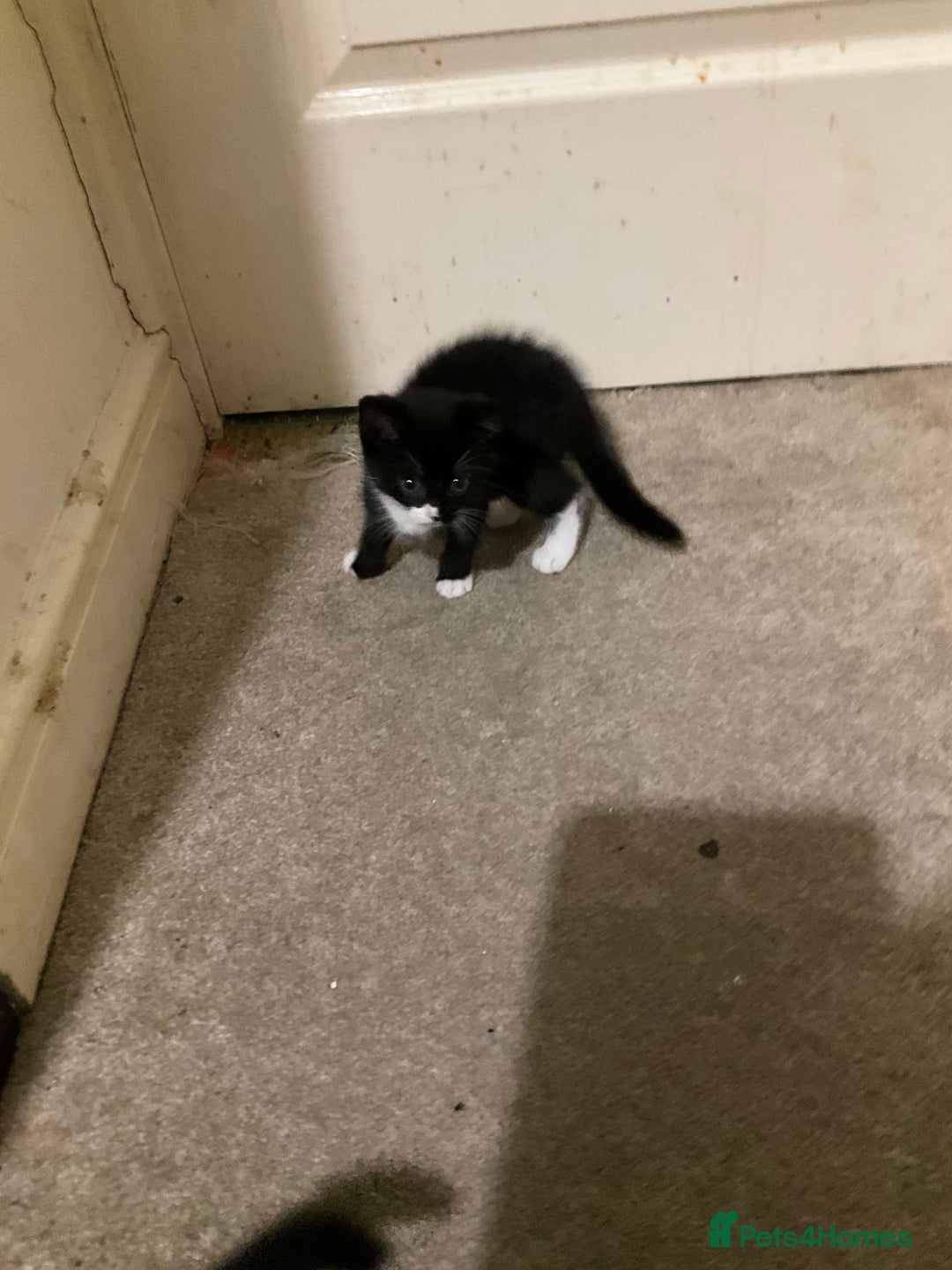 British Shorthair cats for sale: 3 kittens all female looking for a good home - Image 1
