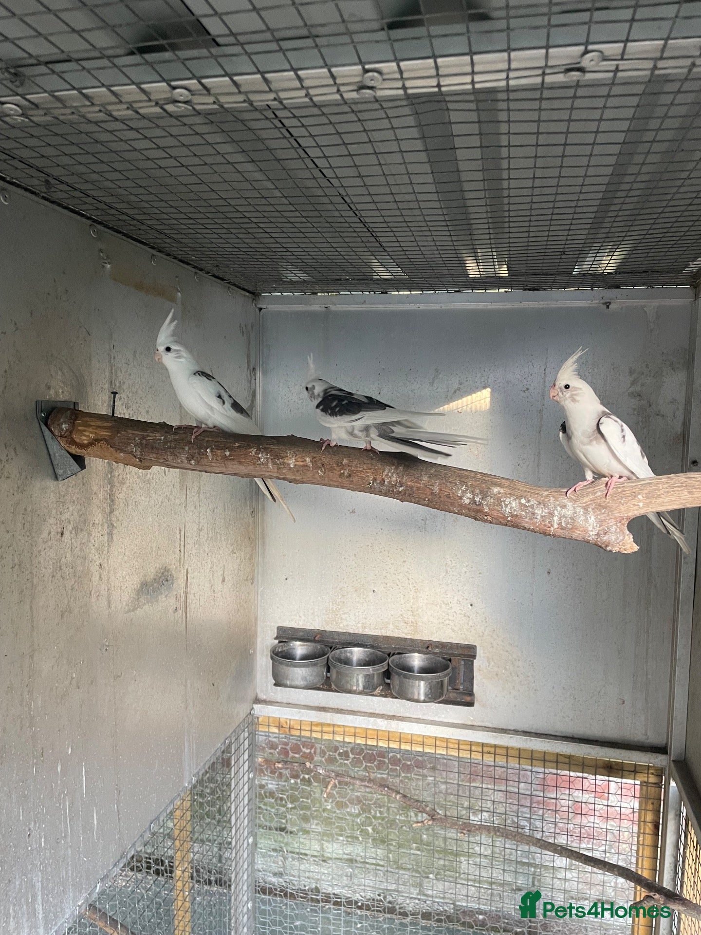 Cockatiels birds 2026 Young GREY Cockatiels  - Advert 13