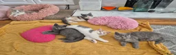 British Shorthair cats for sale: Ready! GCCF parents with champions in line,BSH - Advert 7