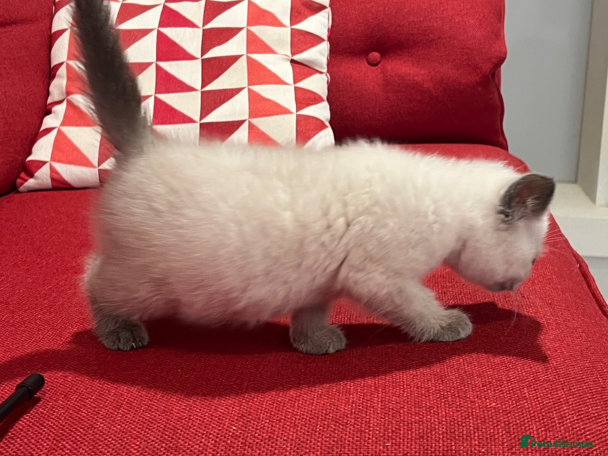 British Shorthair cats for sale: Stunning pure British Shorthaired Kittens  - Advert 5