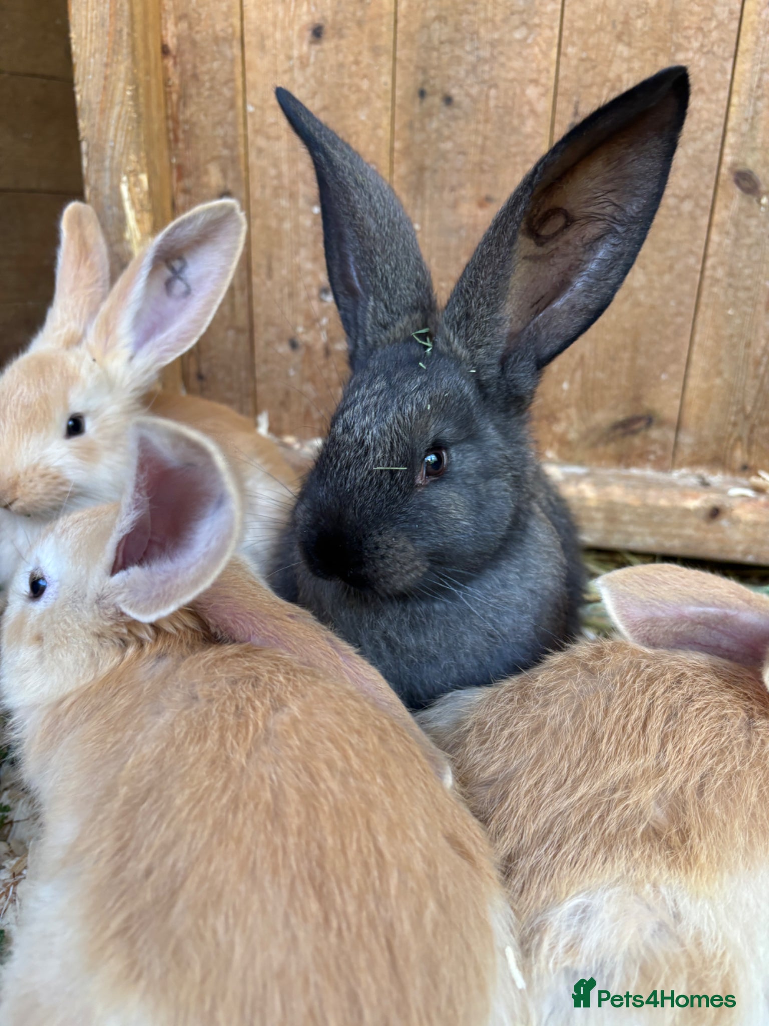 Continental Giant rabbits Stunning Continental Giant Rabbit Kits - Advert 1