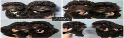 Cockapoo dogs for sale: Chocolate DNA Health Tested Cockapoos  - Advert 21