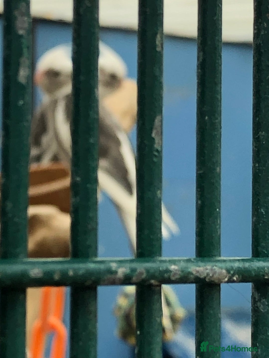 Cockatiels birds for sale: Cockatiels - Image 3