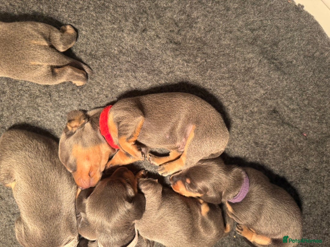 Miniature Dachshund dogs for sale: Blue & Tan Miniature Dachshund  - Advert 8