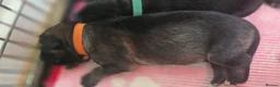 German Shepherd dogs for sale: German Shepherd Puppies in Northwich - Advert 5