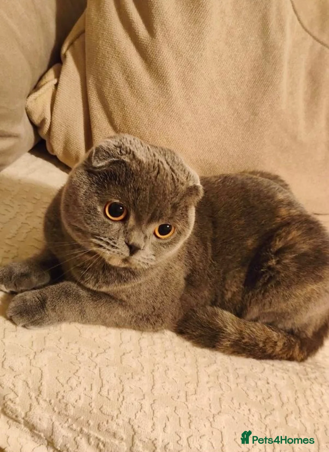 British Shorthair cats for sale: Beautiful lilac Scottish fold girl - Advert 1