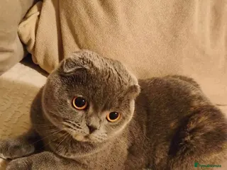 British Shorthair cats Beautiful lilac Scottish fold girl - Advert 1