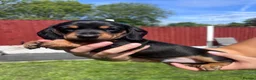 Miniature Dachshund dogs for sale: 3 gorgeous miniature Dachshunds. 🐶 READY TO GO!  - Advert 27