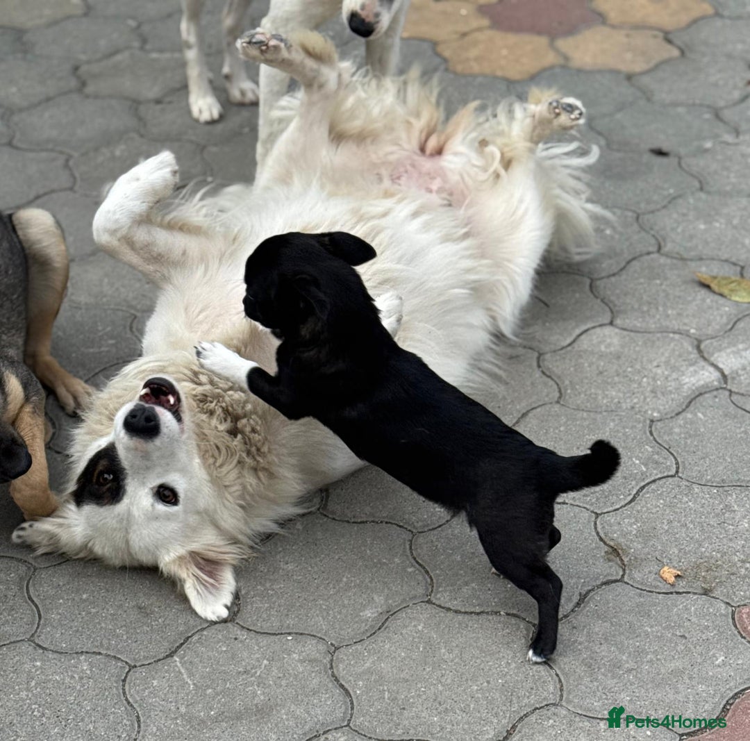 Mixed Breed dogs for adoption: FLORA - a Lovely tiny puppy girl for a Loving Home - Advert 16