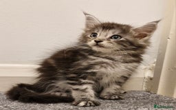 Maine Coon cats for sale: !!!BEAUTIFUL BIG BABIES AVAILABLE!!!  - Image 6