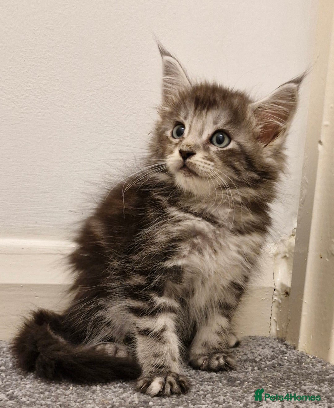 Maine Coon cats for sale: !!!BEAUTIFUL BIG BABIES AVAILABLE!!!  - Image 6
