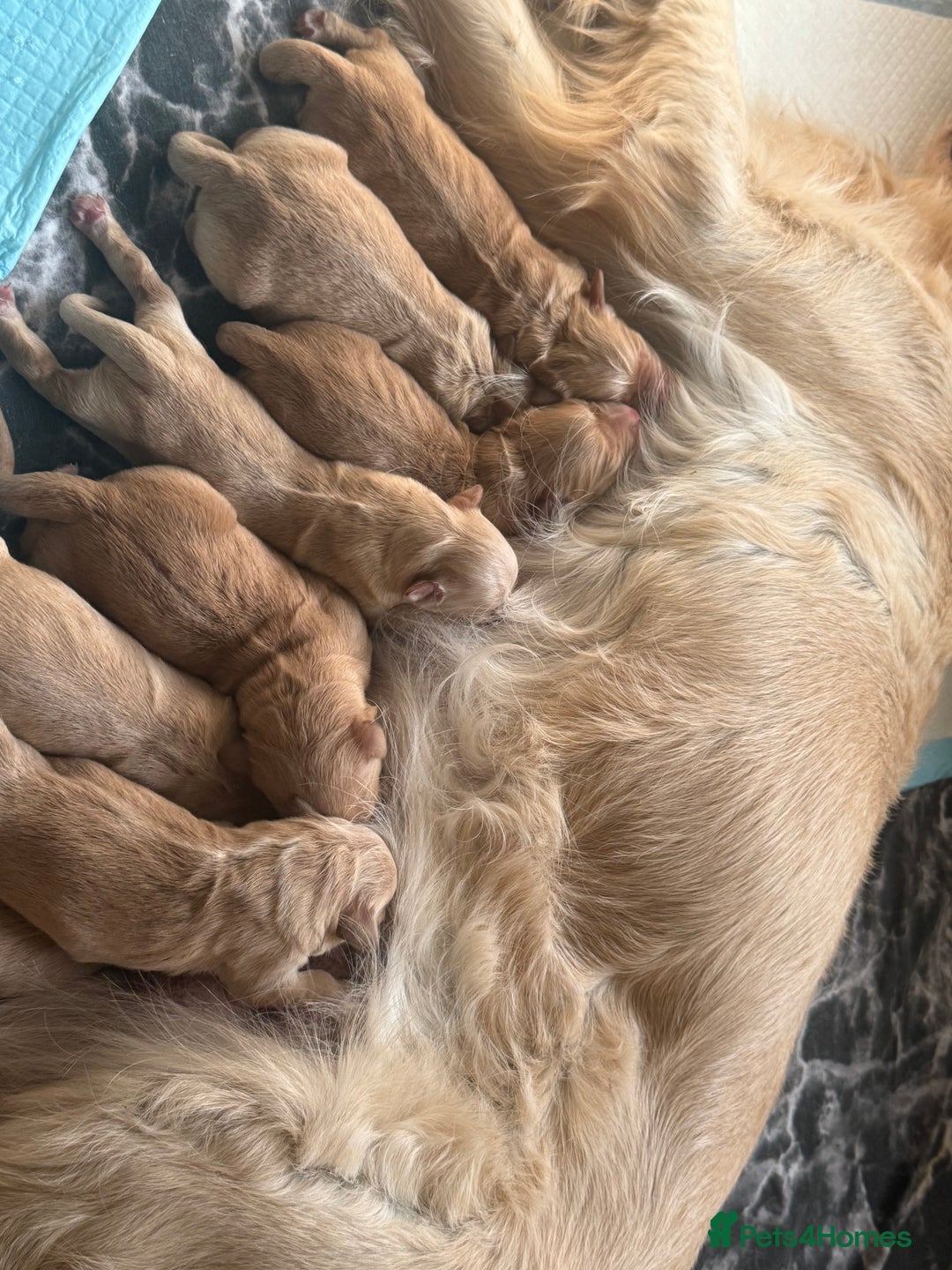 Golden Retriever dogs for sale: Beautiful golden retriever puppies for sale.  - Image 20