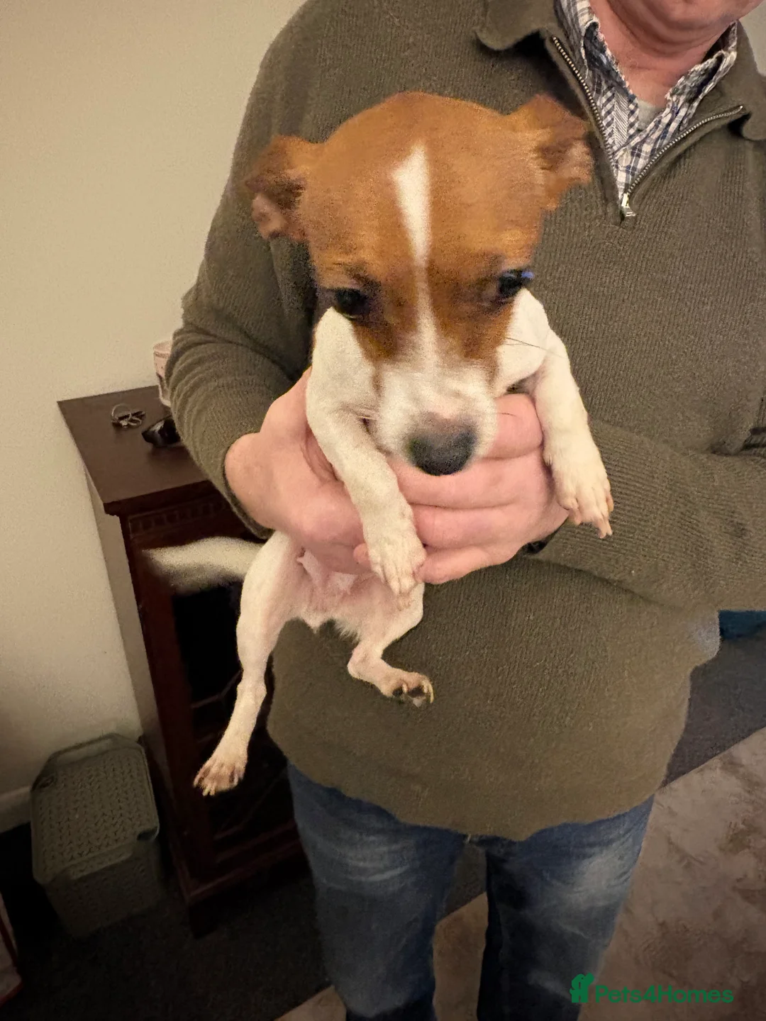 Mixed Breed dogs for sale: Jackawawa pups  - Advert 3