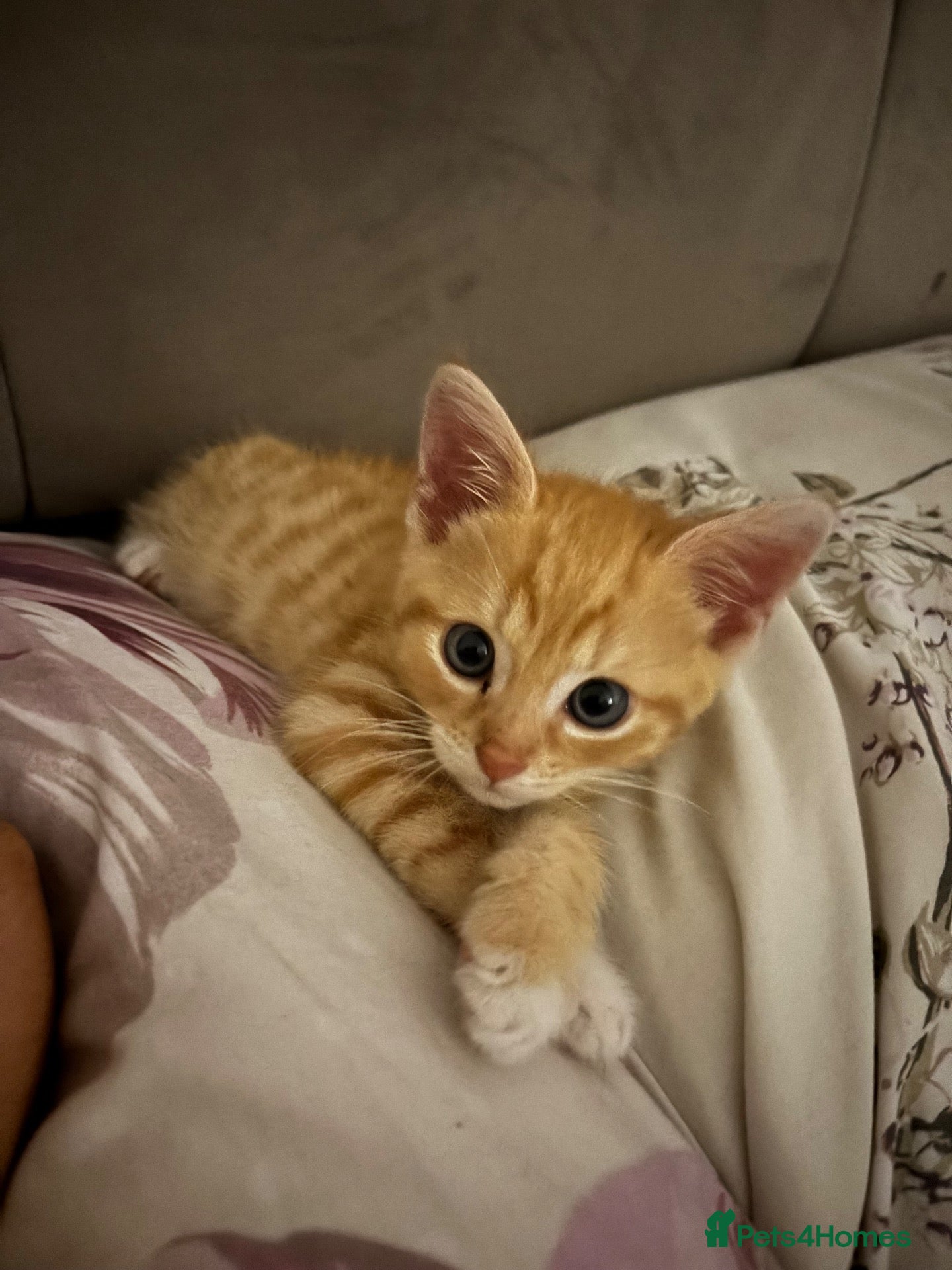 British Shorthair cats for sale: Tiger 14 weeks old - Advert 1