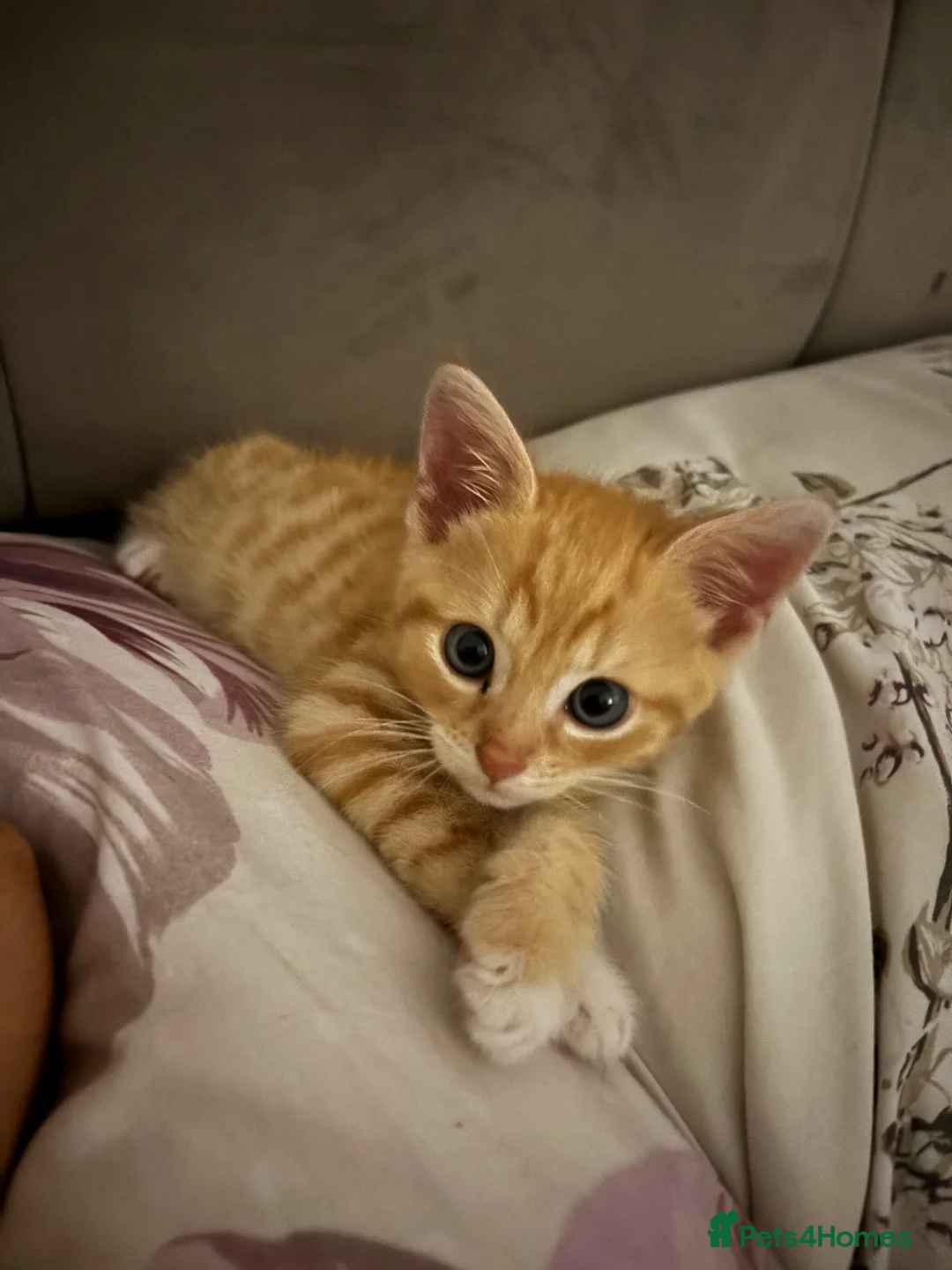 British Shorthair cats for sale: Tiger 14 weeks old - Advert 1