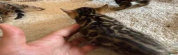 Bengal cats for sale: Outstanding Pedigree TICA Bengal Kittens - Advert 17