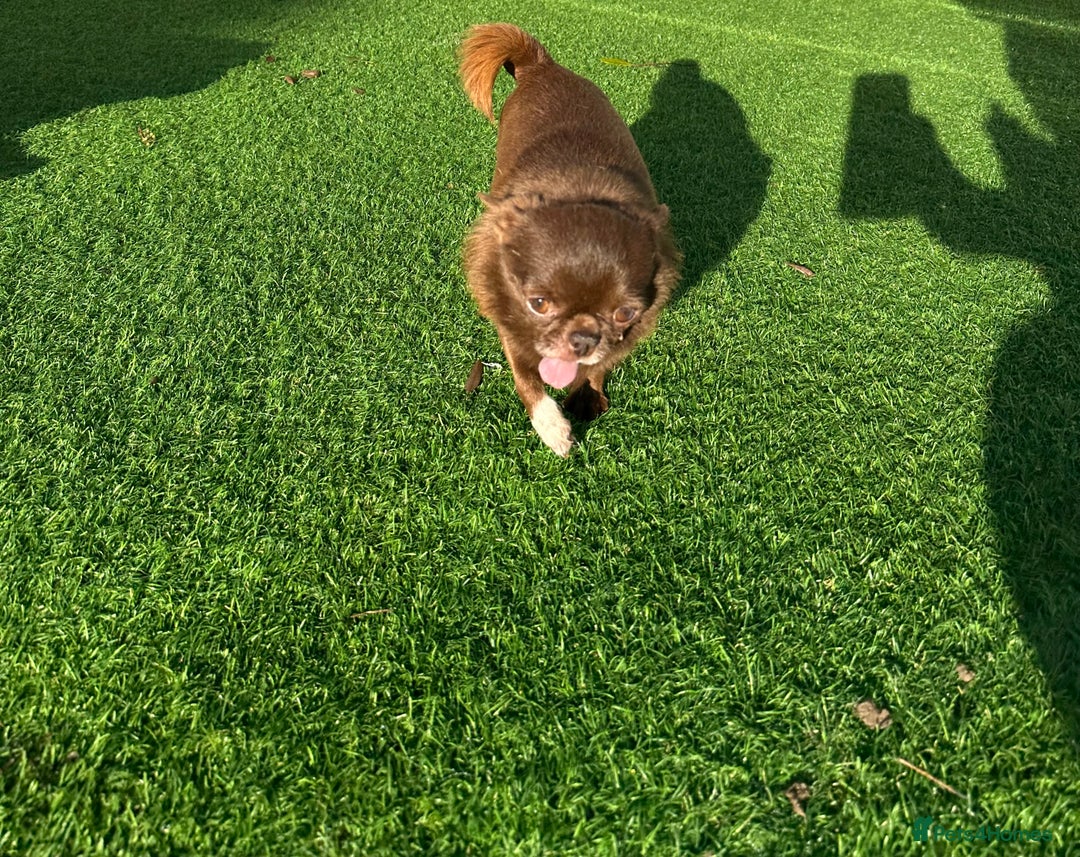 Chihuahua dogs for sale: Male chihuahua kc registered  - Advert 2