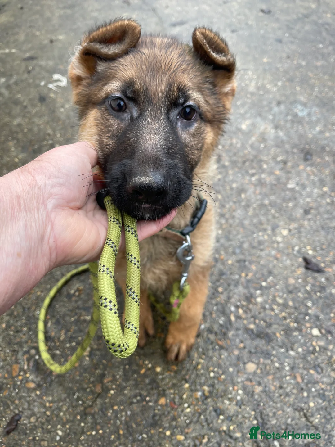 German Shepherd dogs for sale: German shepherd female x 2 - breeding g contract  - Advert 8