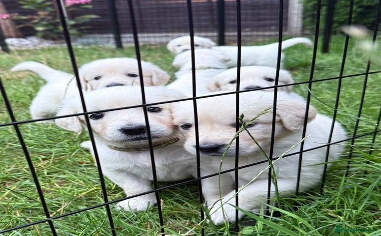Golden Retriever dogs - Advert 1