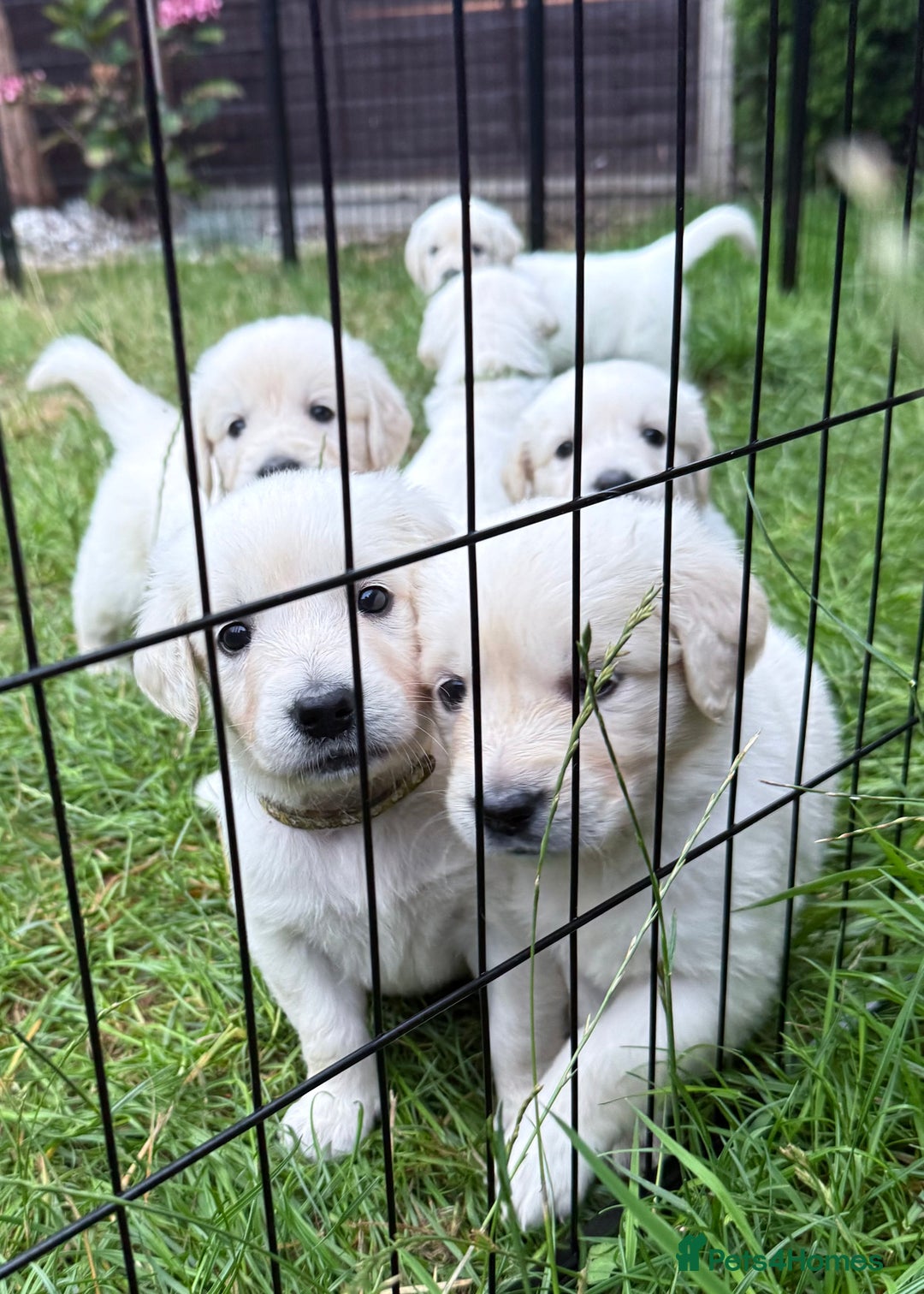 Golden Retriever dogs for sale: 1 LEFT *Ready to Go* Golden Retriever puppies 🐾 - Image 8