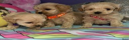 Maltipoo dogs for sale: Outstanding maltipoo - Advert 21