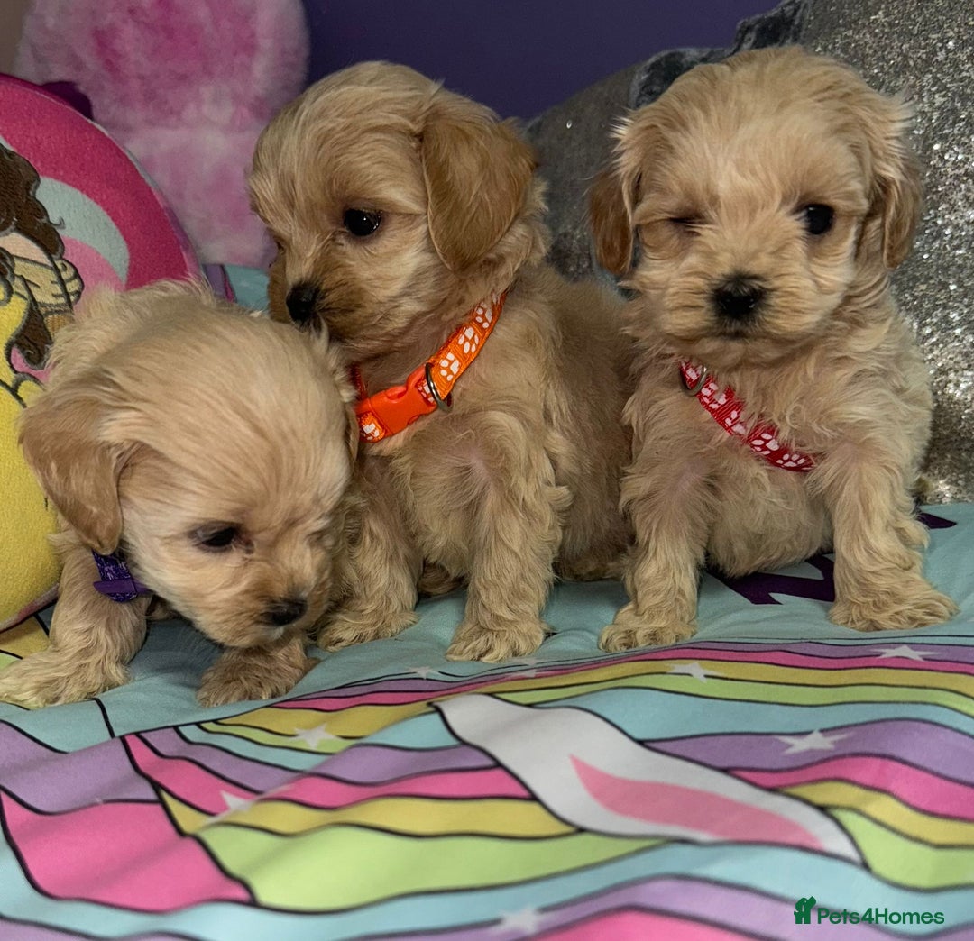 Maltipoo dogs for sale: Outstanding maltipoo - Advert 21