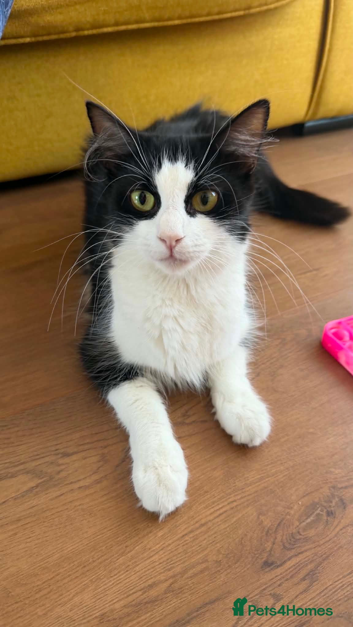 Mixed Breed cats Kittens for sale  - Advert 14