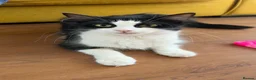 Mixed Breed cats for sale: Kittens for sale  - Advert 1
