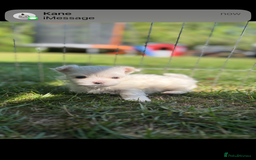 Maltese dogs for sale: Updated 24/07 KC Reg tiny Korean Maltese Puppies. in Ware - Image 14
