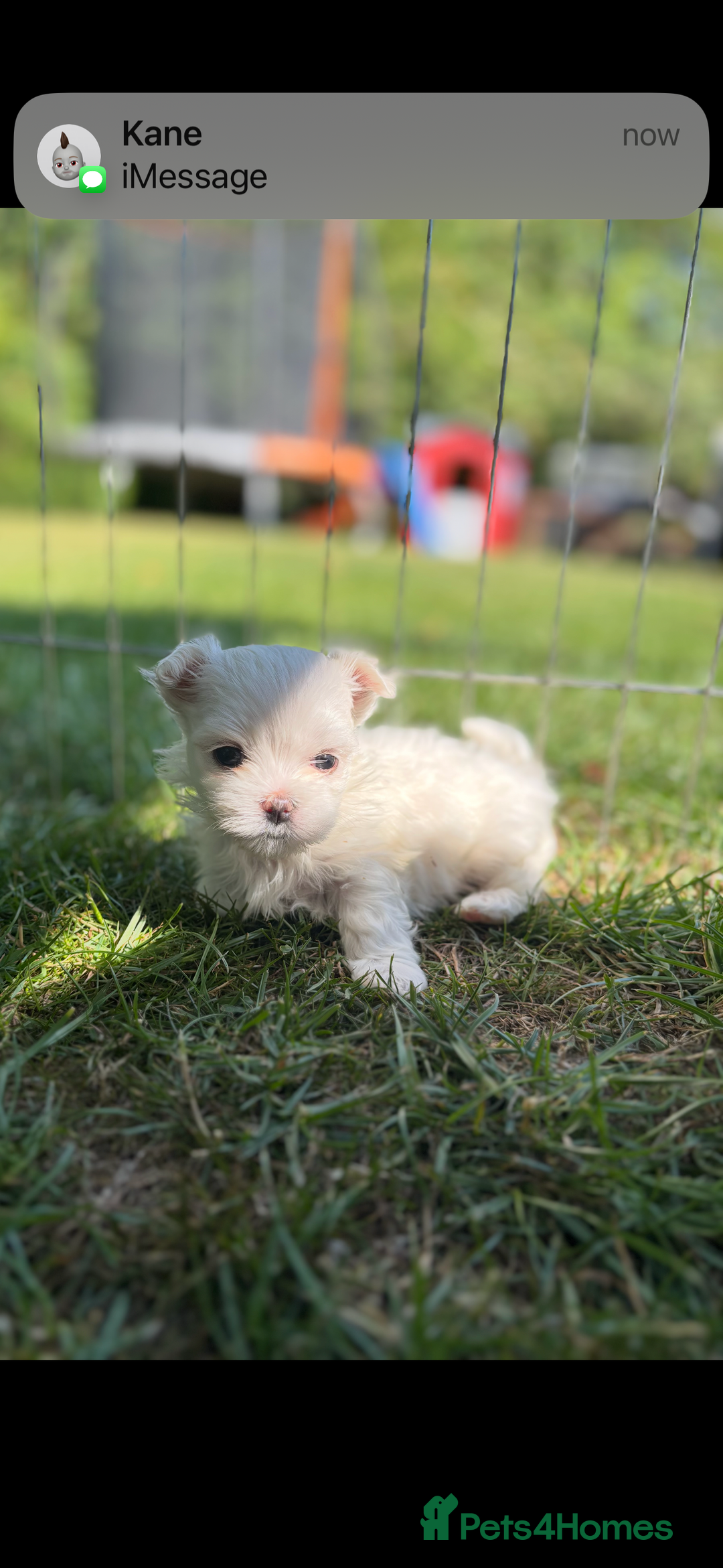 Maltese dogs for sale: Updated 24/07 KC Reg tiny Korean Maltese Puppies. in Ware - Image 14