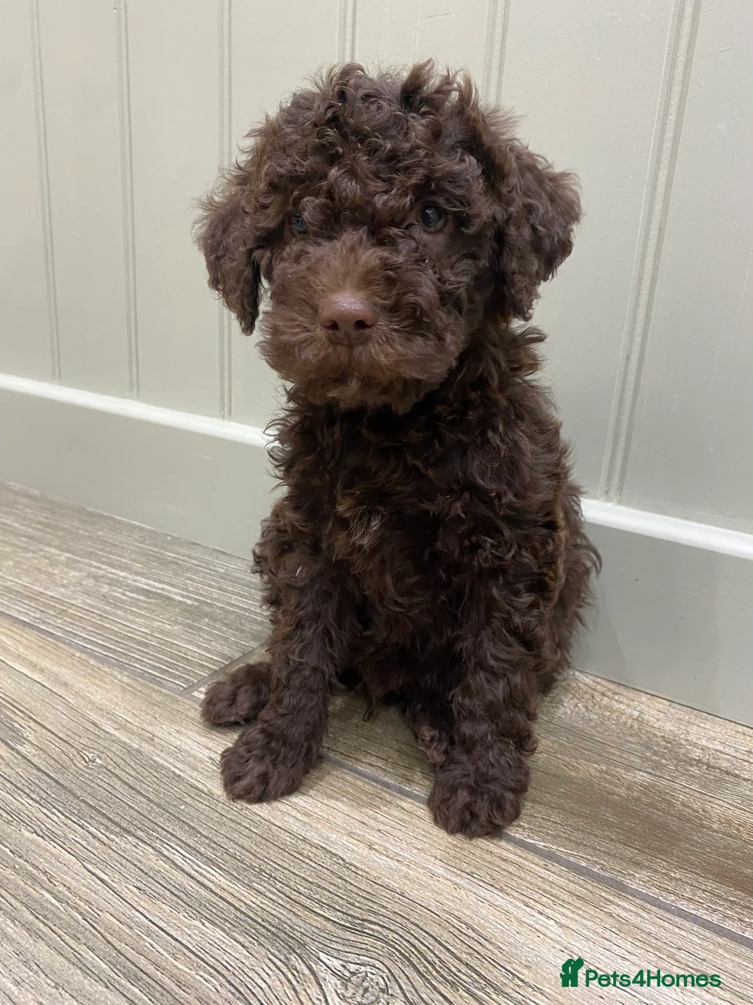 Lagotto Romagnolo dogs for sale: Lagotto romagnolo Puppies  - Advert 5