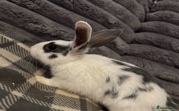 Mixed Breed rabbits for sale: Rabbits for sell. - Image 5