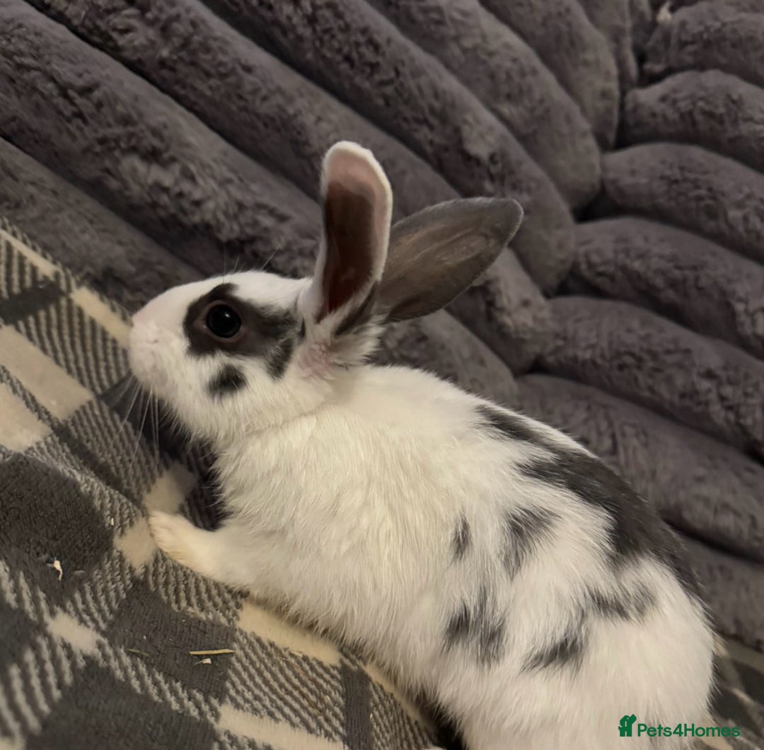 Mixed Breed rabbits for sale: Rabbits for sell. - Image 5
