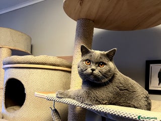 British Shorthair cats in Bo'ness - Advert 13