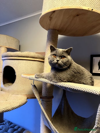 British Shorthair cats Stunning Blue British Shorthair for Stud in Bo'ness - Advert 4