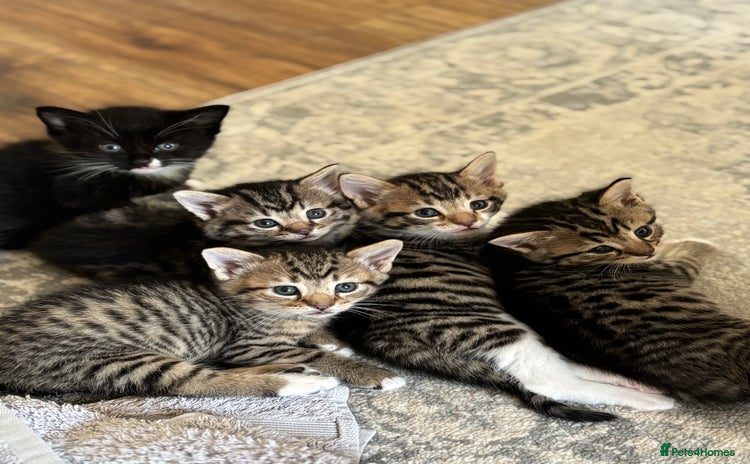 Mixed Breed cats - Advert 12