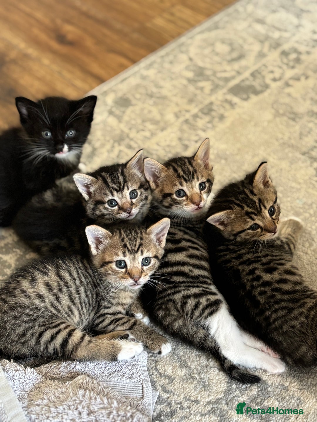 Mixed Breed cats for sale: 6 beautiful and playful mixed Mainecoon kittens - Image 1