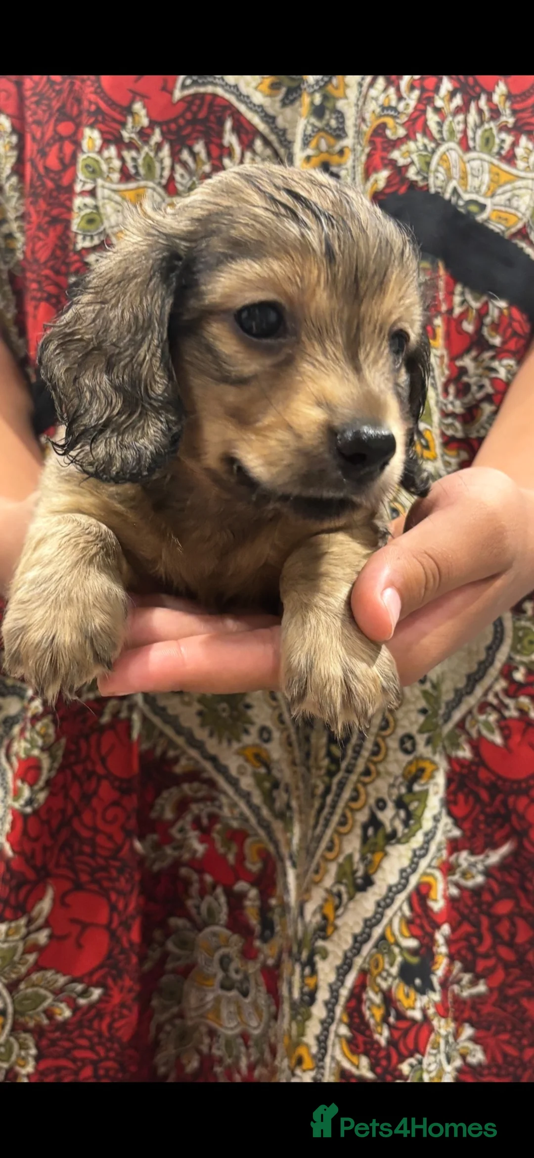 Dachshund dogs for sale: 8 weeks old English cream puppy  - Advert 2