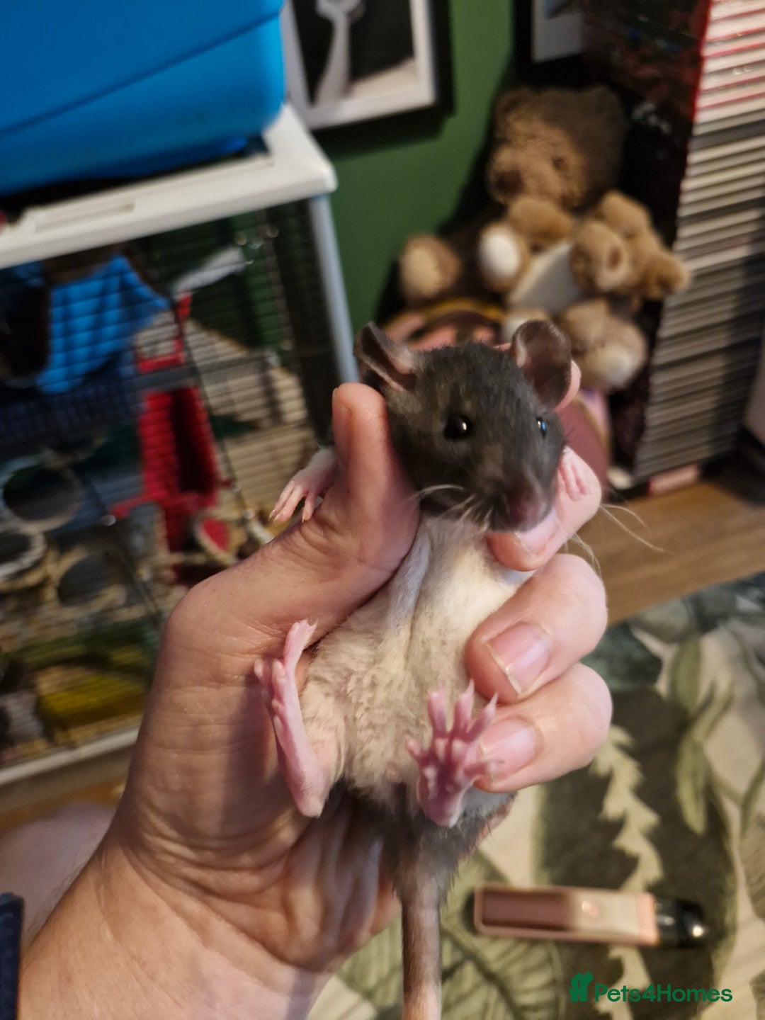 Rat rodents for sale: 6 beautiful Female Rats - Image 11