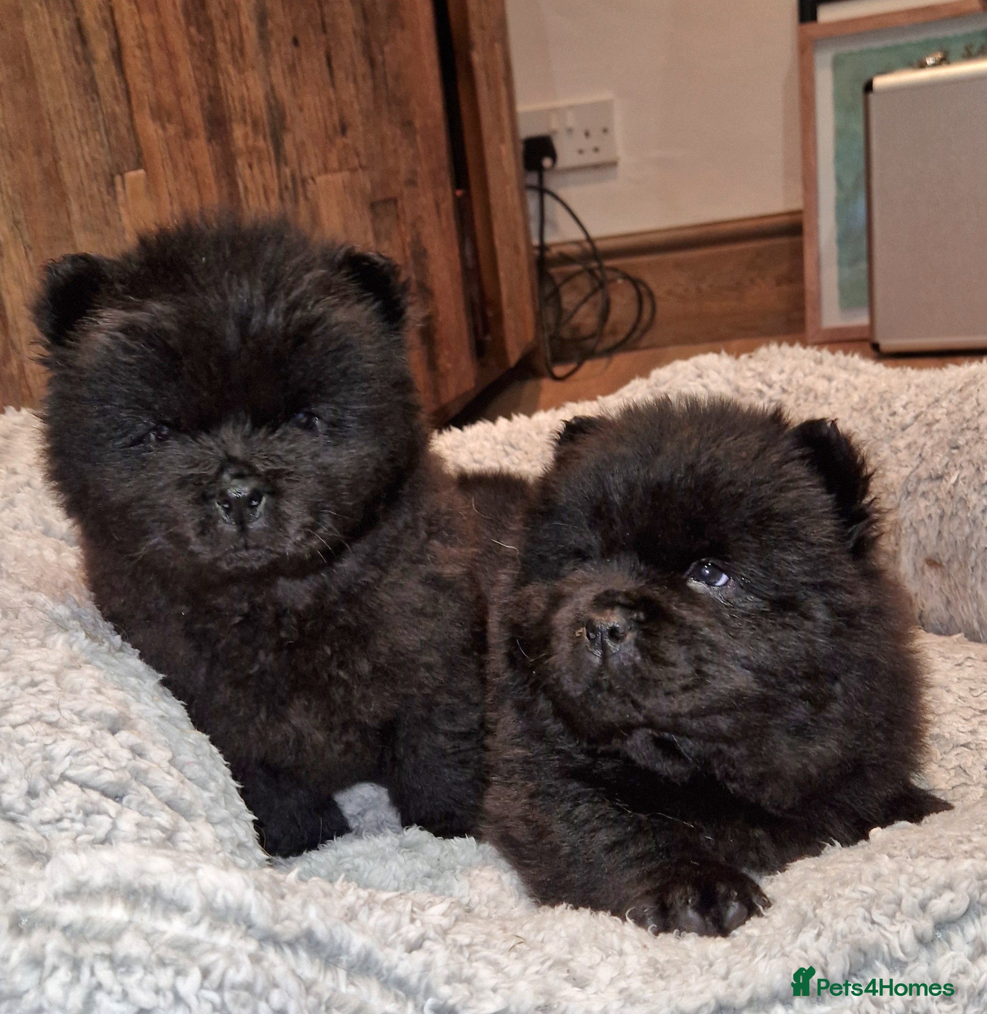 Chow Chow dogs Kc reg chow chow pups  - Advert 9