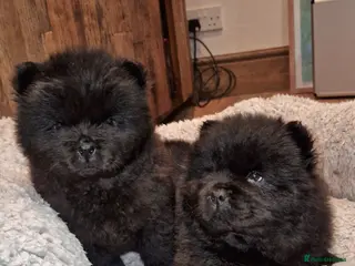 Chow Chow dogs Kc reg chow chow pups - Advert 9