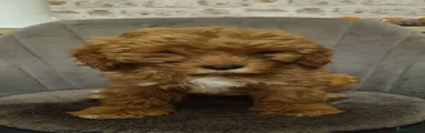 Cavapoo 4