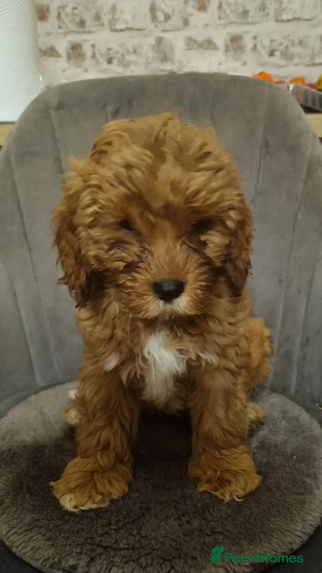 Cavapoo dogs for sale: Beautiful Mini Red Cavapoo Puppy  - Advert 2
