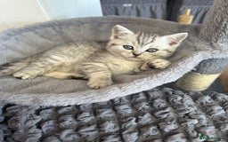 Scottish Fold cats for sale: !🆘🆘Scottish shorthair (silver chinchilla)❤️❤️❤️ - Image 15