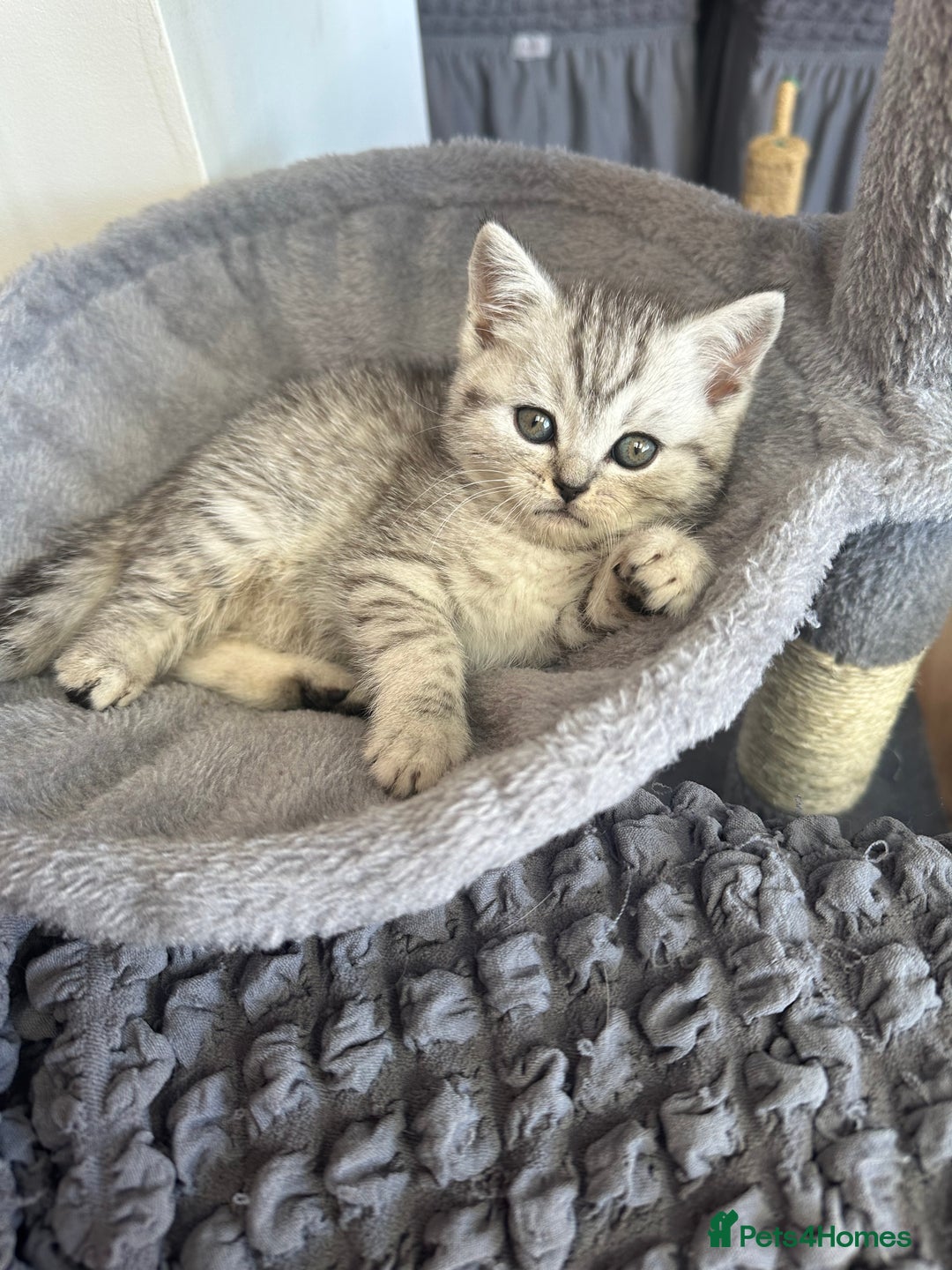 Scottish Fold cats for sale: !🆘🆘Scottish shorthair (silver chinchilla)❤️❤️❤️ - Image 15
