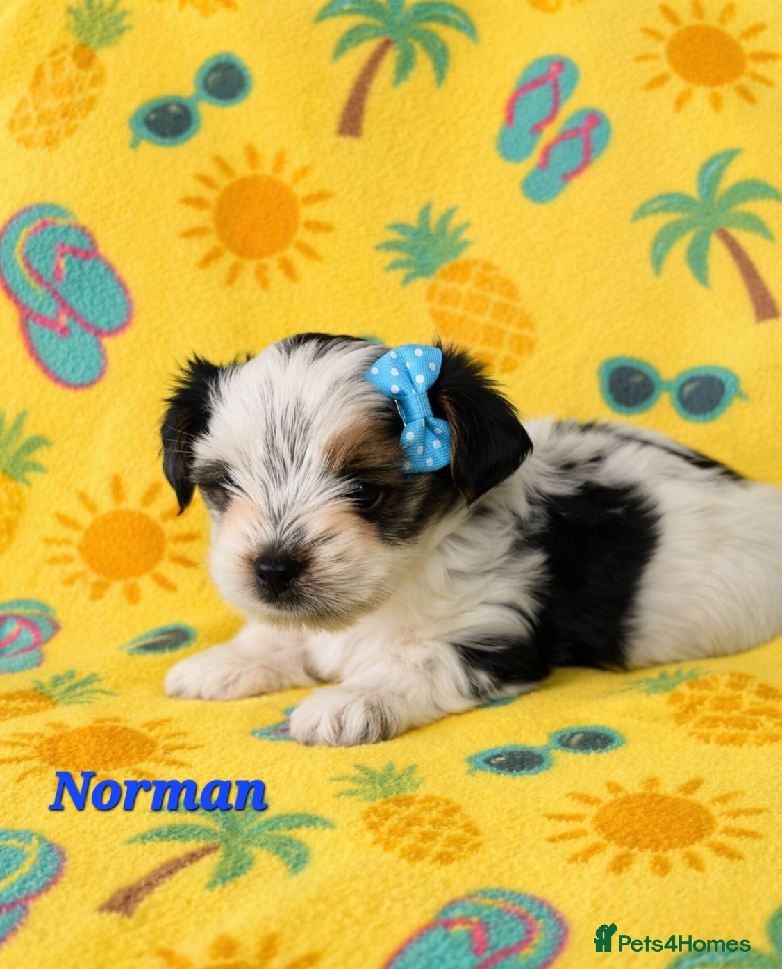 Yorkshire Terrier dogs 1 boy Biewer Terrier left🥰 - Advert 11