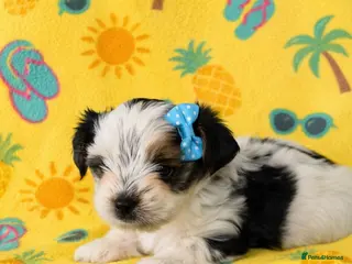 Yorkshire Terrier dogs 1 boy Biewer Terrier left🥰 - Advert 11