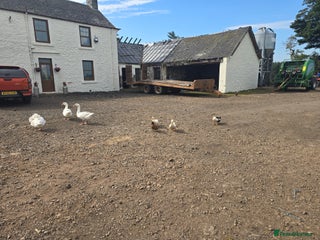 Geese poultry - Advert 2