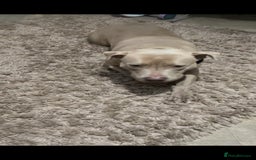 American Bully dogs for sale: Dog sale - Image 2