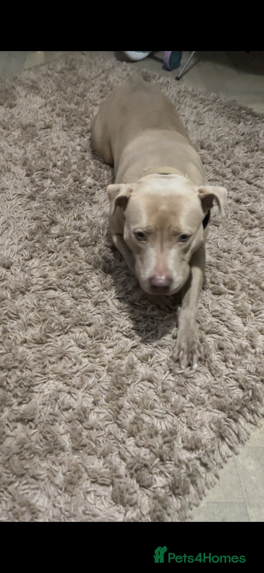 American Bully dogs for sale: Dog sale - Image 2